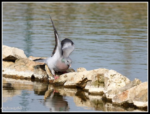 Pigeon colombin